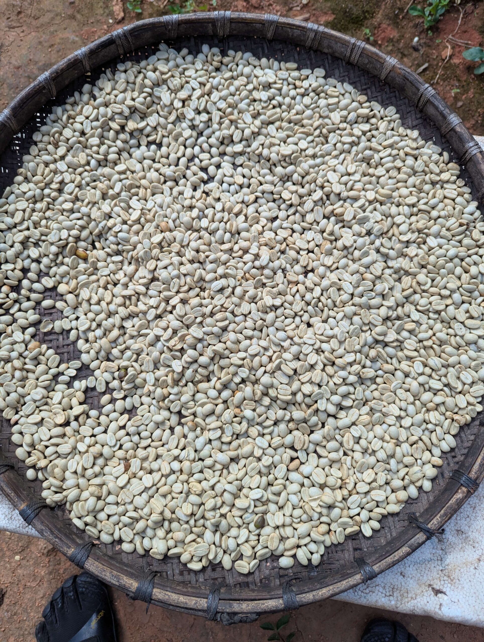 tray of coffee beans raw